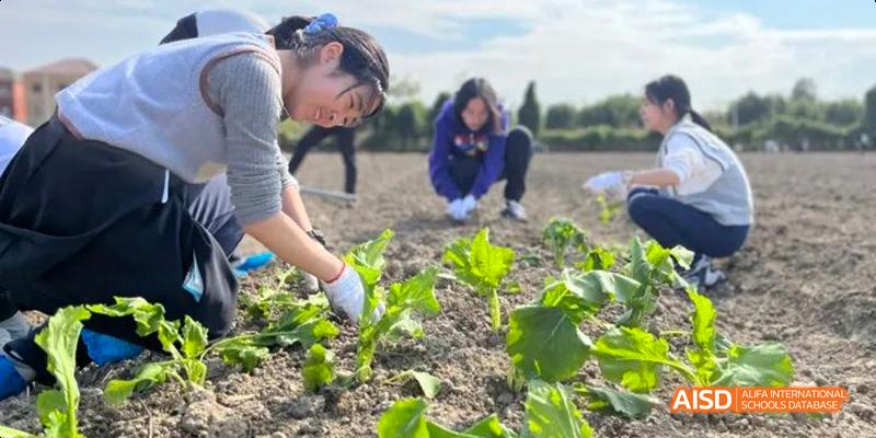 Hangzhou Foreign Languages School students tending to a garden or vegetable patch, with one student focused on cultivating the small green plants.