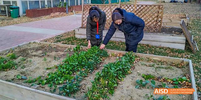 Students from the International School of Beijing work in a school garden, tending to plants.