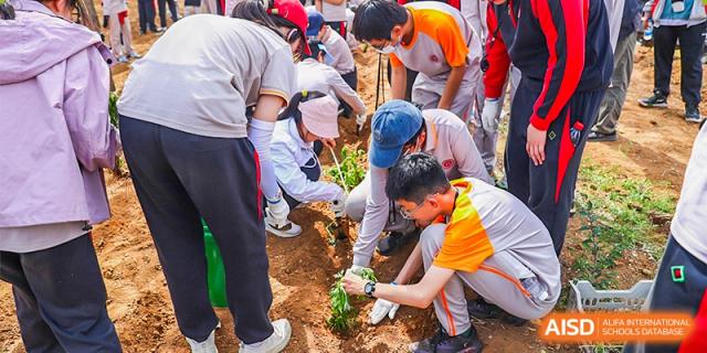 Students and adults from The High School Affiliated To Beijing Normal University engaged in planting activities outdoors.