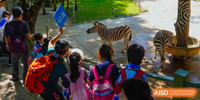 A group of BASIS International & Bilingual Schools Chengdu students looking at a zebra during a zoo field trip.