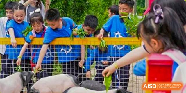 Students from Shanghai United International School Hefei Campus feeding a farm animal.