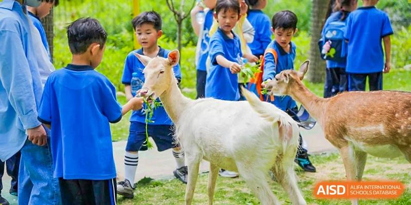 A student from Shanghai United International School Hefei Campus feeding a white deer.