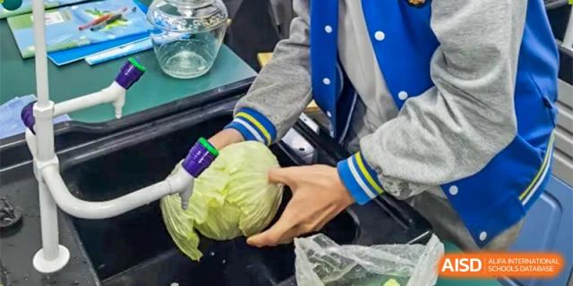 A close-up shot of a student handling a head of cabbage in a classroom at Chengdu Meishi International School.