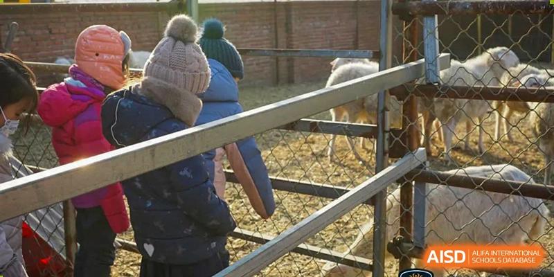 Two students are reaching out to pet a sheep at HuZ Deutsche Schule Shenyang.