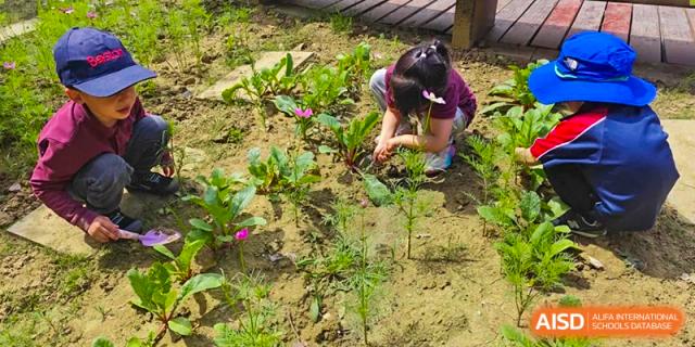 Child pulling weeds or tending to a plant in a garden bed at Wuxi Boston International School.