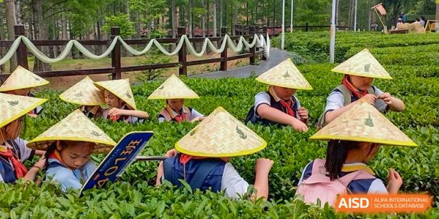 Students wearing traditional conical hats kneeling down and tending to plants, possibly during a field trip to a tea plantation or farm, organized by Wuhan Aoxin Elite School.