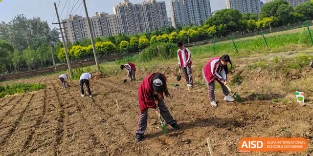 Students in red shirts gardening or doing light farming work outdoors with apartment buildings in the background, a community activity at BEIJING CHAOYANG TONGWEN FOREIGN LANGUAGE SCHOOL.