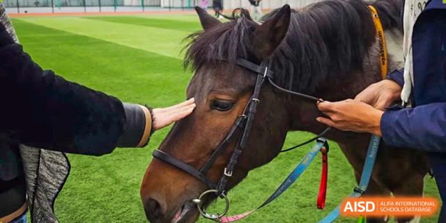 A student gently patting the head of a brown horse during an outdoor equestrian or animal day. Beanstalk International Bilingual School (BIBS) - Chengdu