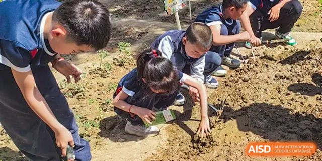 Students from Beijing Zhongguancun Foreign Language School are planting a small tree or plant in a field as part of a school activity.