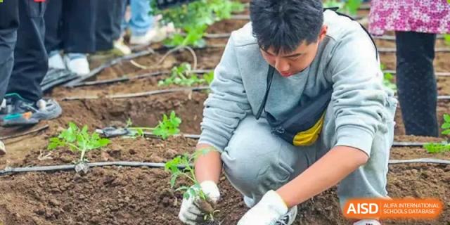 Student from Sias International School wearing gloves, kneeling down and carefully planting a small seedling in a garden or outdoor learning area.