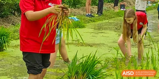 Students are working in a pond filled with green plants at Chengdu International School.