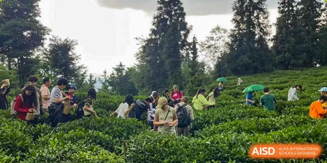 A group of students is planting tea leaves in a field with a large tree in the background at Chengdu International School.