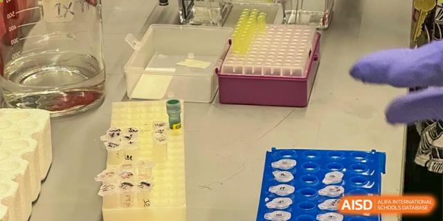 A close-up of a laboratory bench showing organized research materials, including pipette tips and sample containers, at Shanghai DTD Academy.