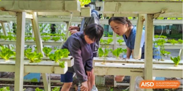 Hangzhou Entel Foreign Language School students working together on a practical science project, tending to plants in a vertical hydroponic farming setup.