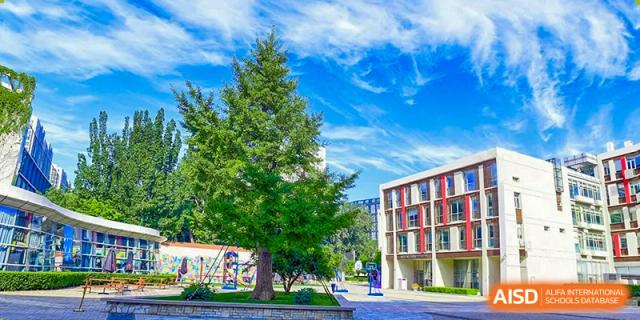 A lush green tree stands in a sunny outdoor courtyard area between modern school buildings under a clear blue sky at Beijing City International School.