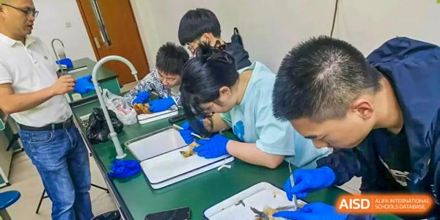 Students wearing blue gloves carefully perform a dissection or scientific experiment on trays in a classroom at International Studies Center Of Chongqing Nankai Secondary School.