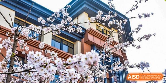 Beautiful white cherry blossoms bloom in front of the modern architectural facade of the campus at Beijing International Bilingual Academy Guiyang.