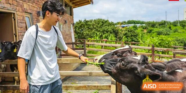 A student reaches out to feed a large water buffalo through a wooden fence, experiencing nature and animal husbandry firsthand during a field trip with Huafu International Department.