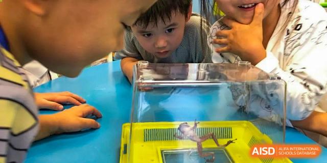 A young student looking closely at a small animal or object inside a yellow habitat or container at QSI International School of Dongguan.