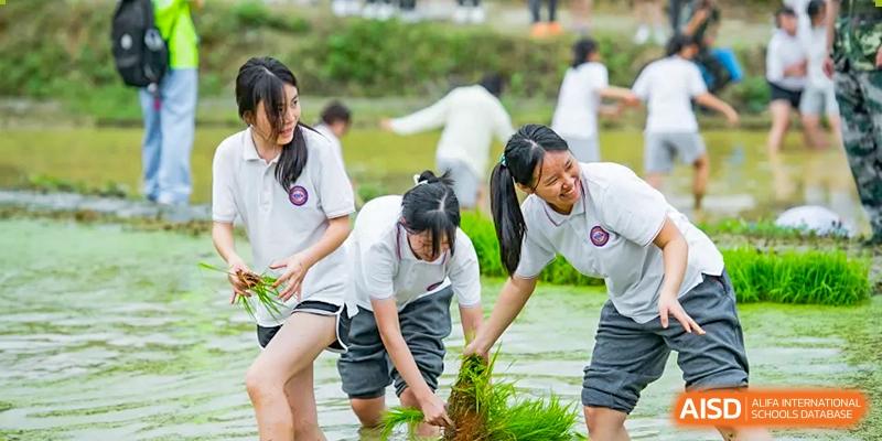 Female students kneeling in a muddy area to plant rice or tend to crops during an outdoor educational activity at Oxstand International School, Shenzhen.