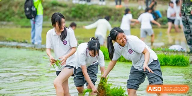 Female students kneeling in a muddy area to plant rice or tend to crops during an outdoor educational activity at Oxstand International School, Shenzhen.
