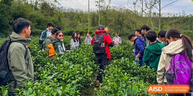 Students outdoors learning about agriculture and nature while exploring a lush green tea plantation at Shen Wai International School.